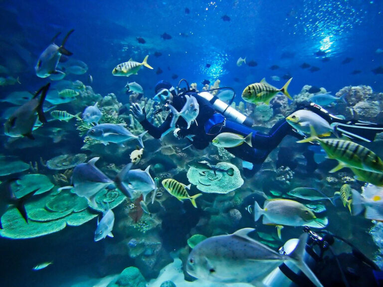 Divers Underwater