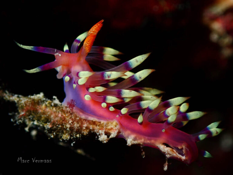 Euro Divers Night Dive