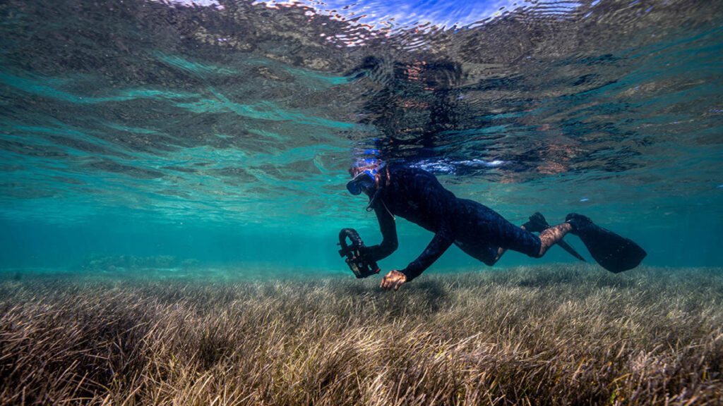 Four Seasons Seagrass