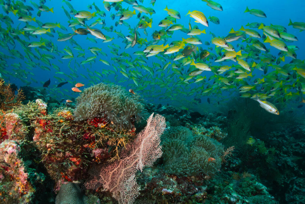 Eurodivers Vilamendhoo Thila