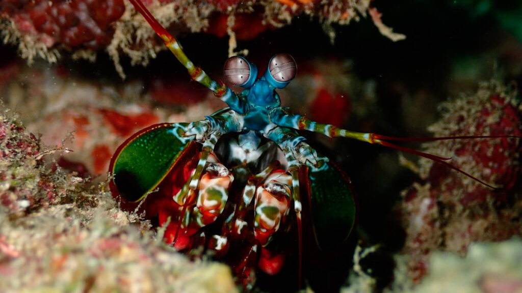 Eurodivers Vilamendhoo Thila