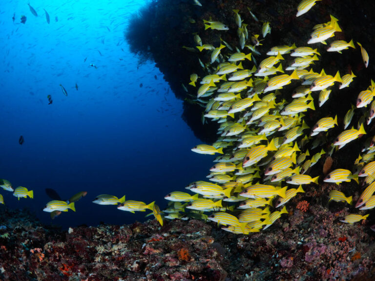 Eurodivers Vilamendhoo Thila