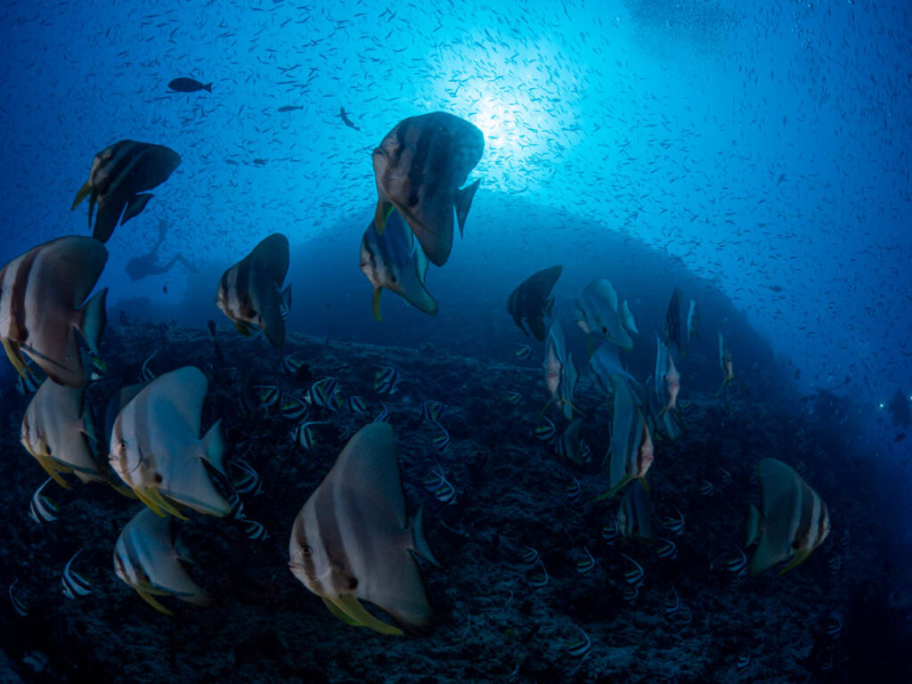 Eurodivers Vilamendhoo Thila