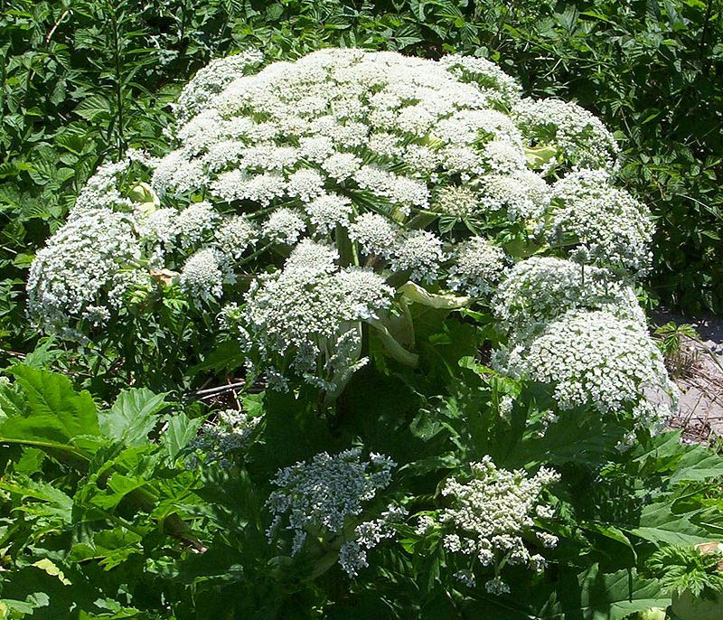Hogweed