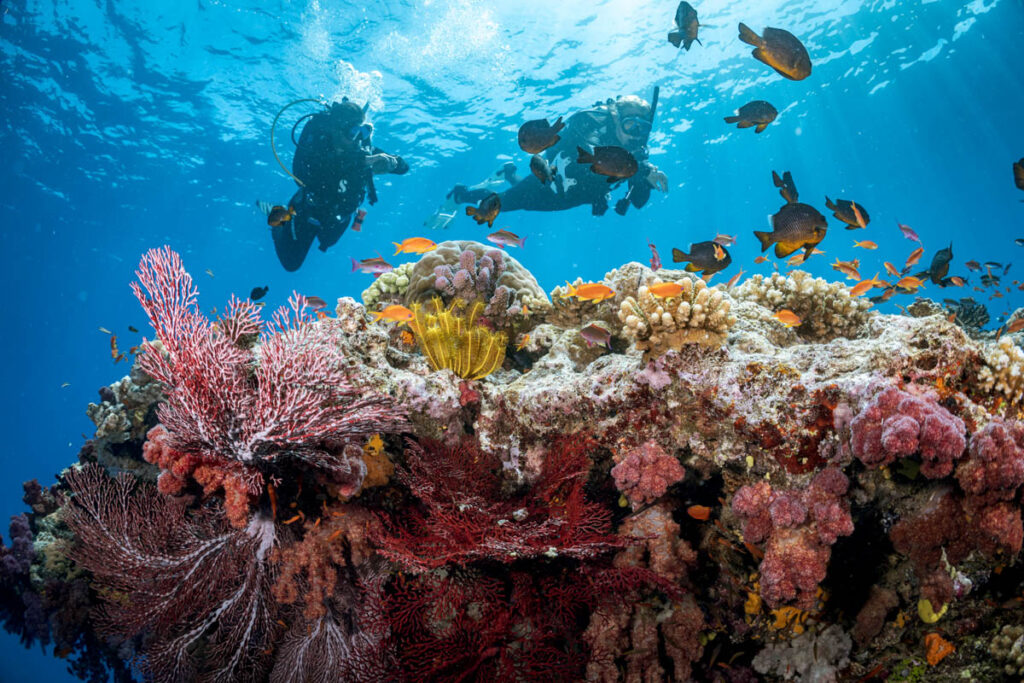 PADI Stimulus