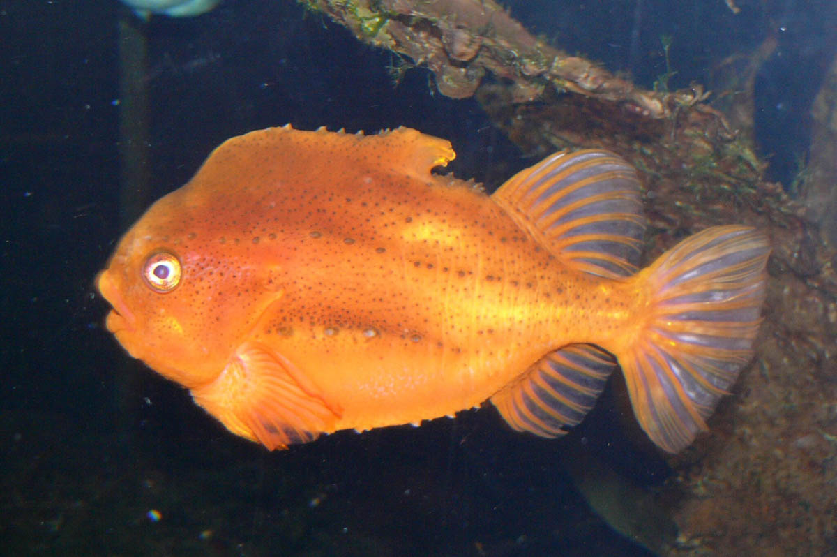 Pacific Spiny Lumpsucker