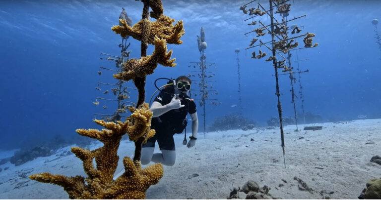 Reef Renewal Curacao