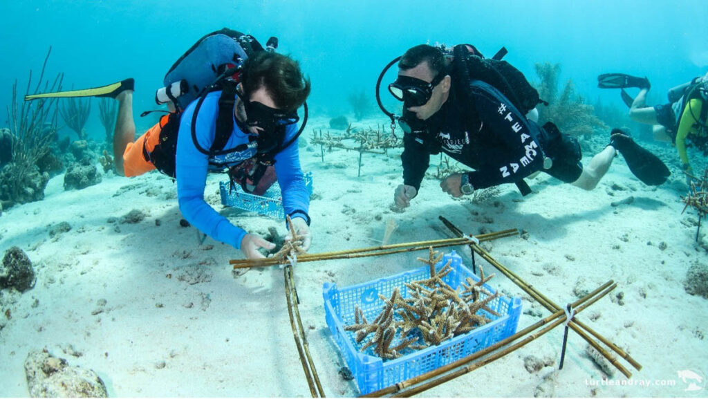 Reef Renewal Curacao