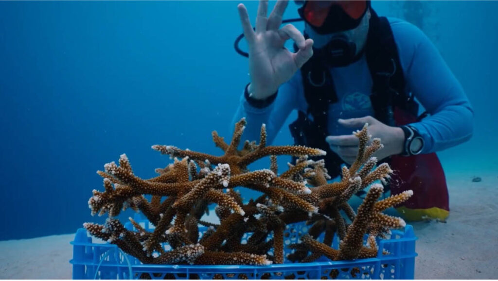 Reef Renewal Curacao