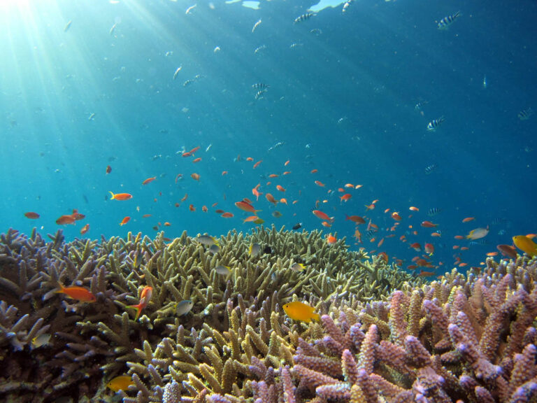Okinawa Sea
