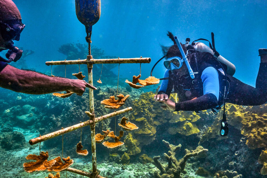 PADI Regenerative Diving
