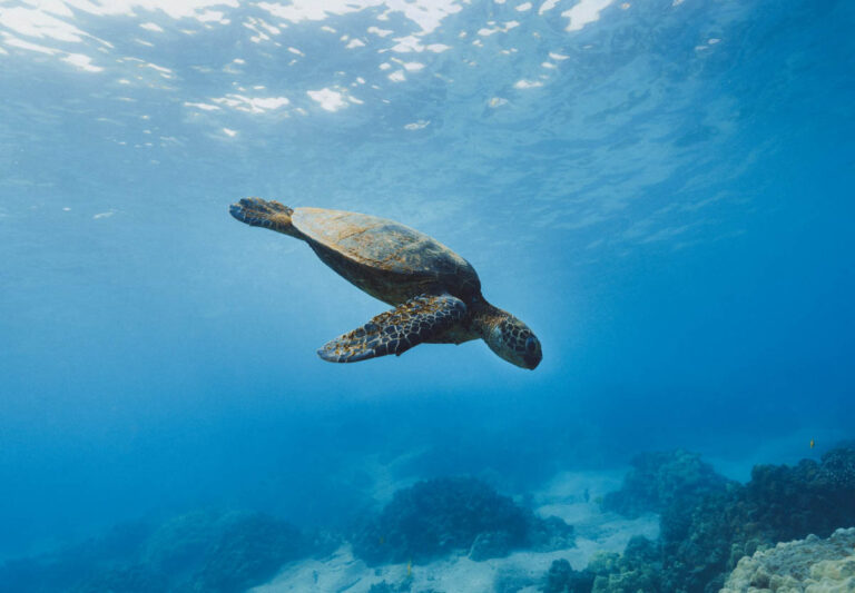 Top 10 Liveaboards in the Galapagos Galapagos Islands