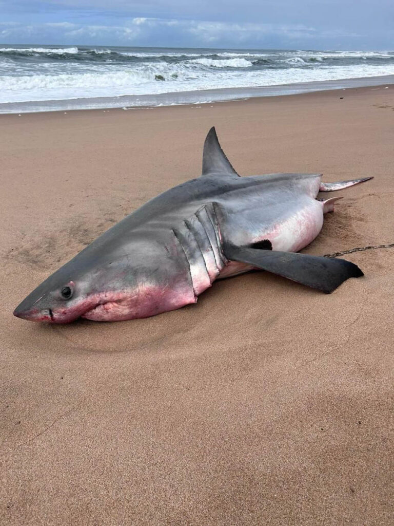 Shark Culling South Africa