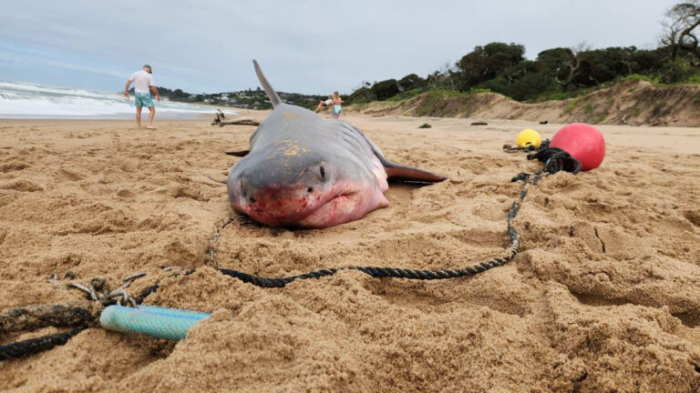 Shark Culling South Africa