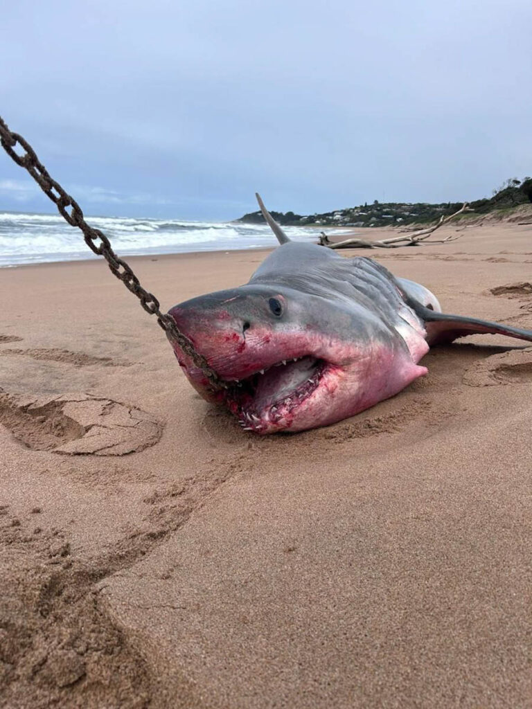 Shark Culling South Africa