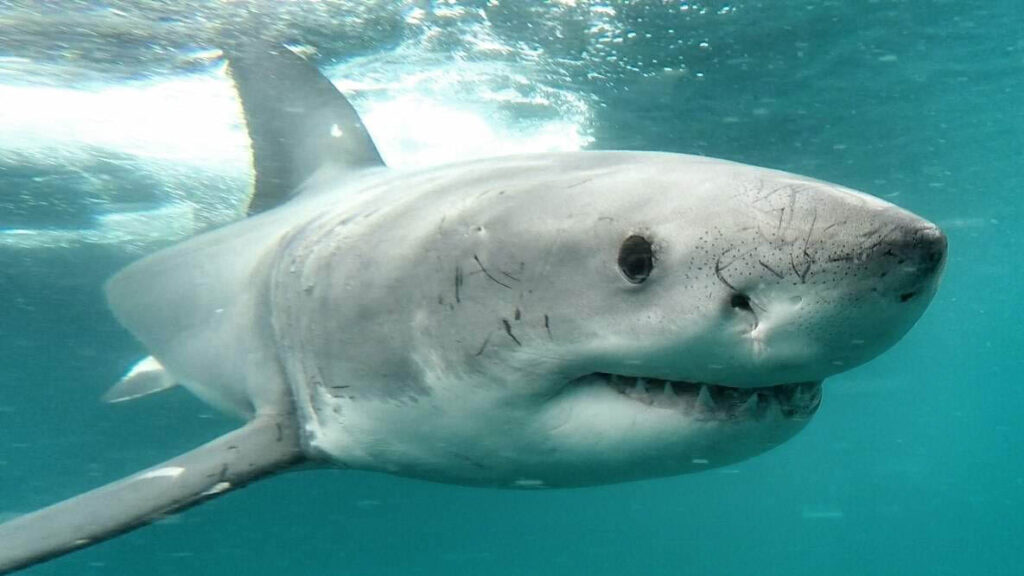 Shark Culling South Africa