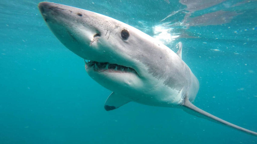 Shark Culling South Africa