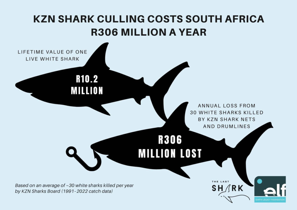 South African Sharks