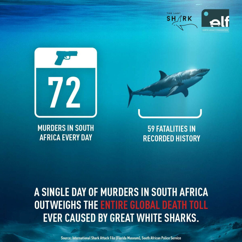South African Sharks