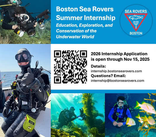 Boston Sea Rovers Intern