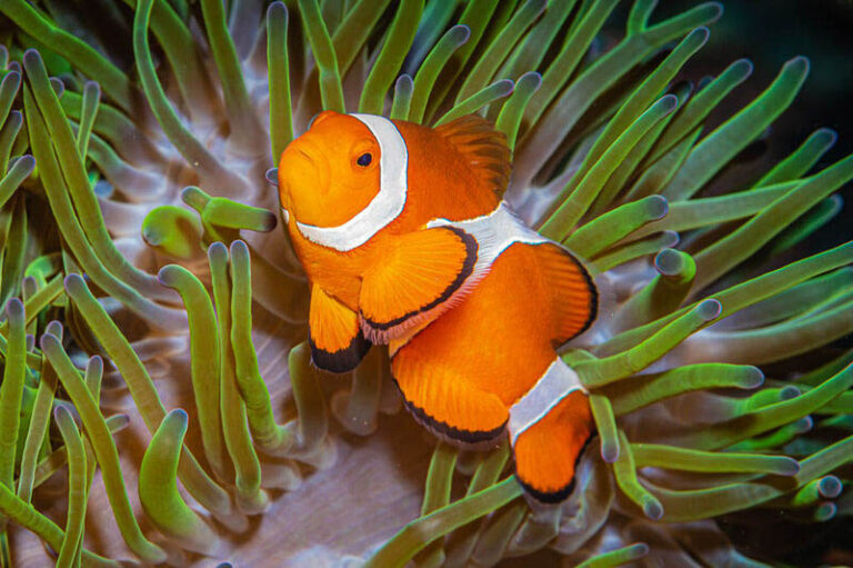 10 Surprising Facts About Clownfish Clownfish