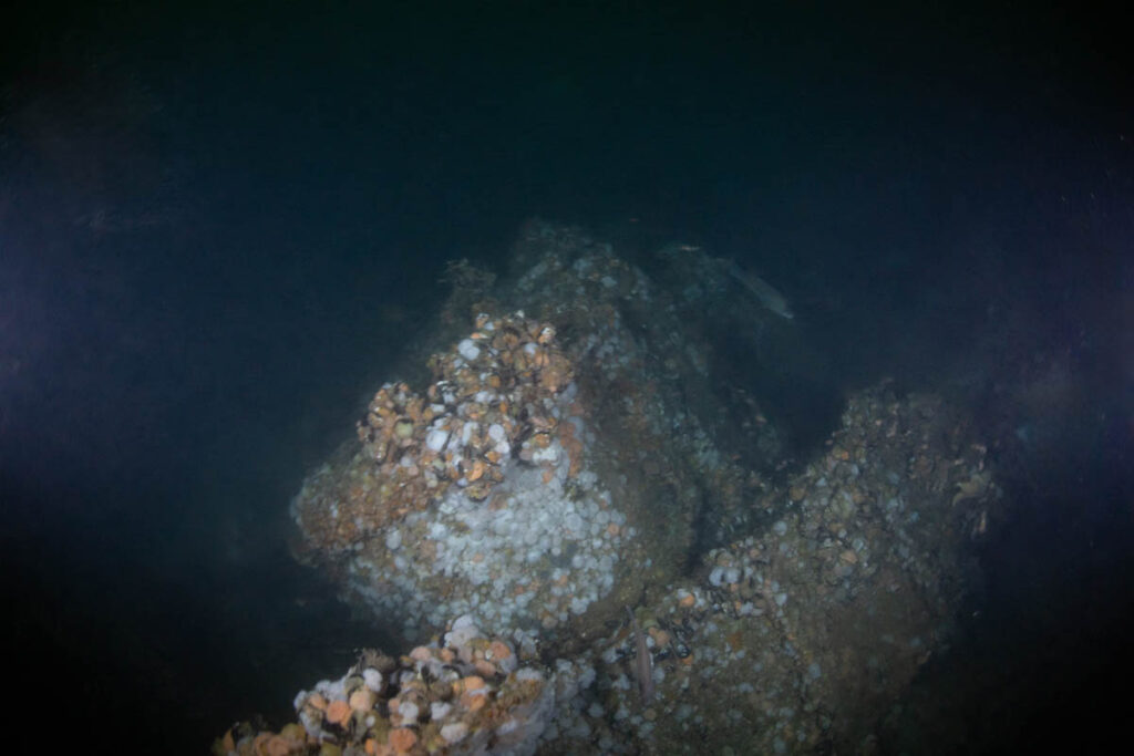 DV Tenacious ST Seiner Discovery
