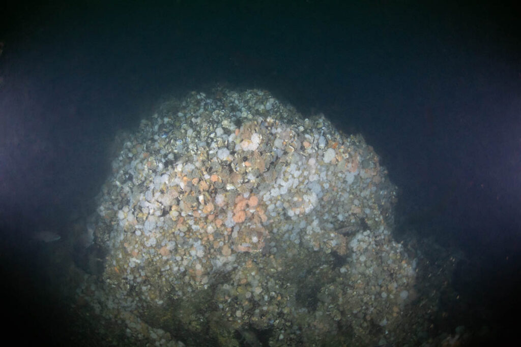 DV Tenacious ST Seiner Discovery