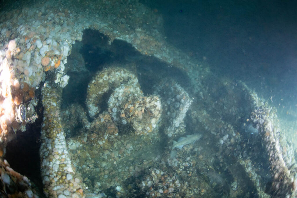 DV Tenacious ST Seiner Discovery