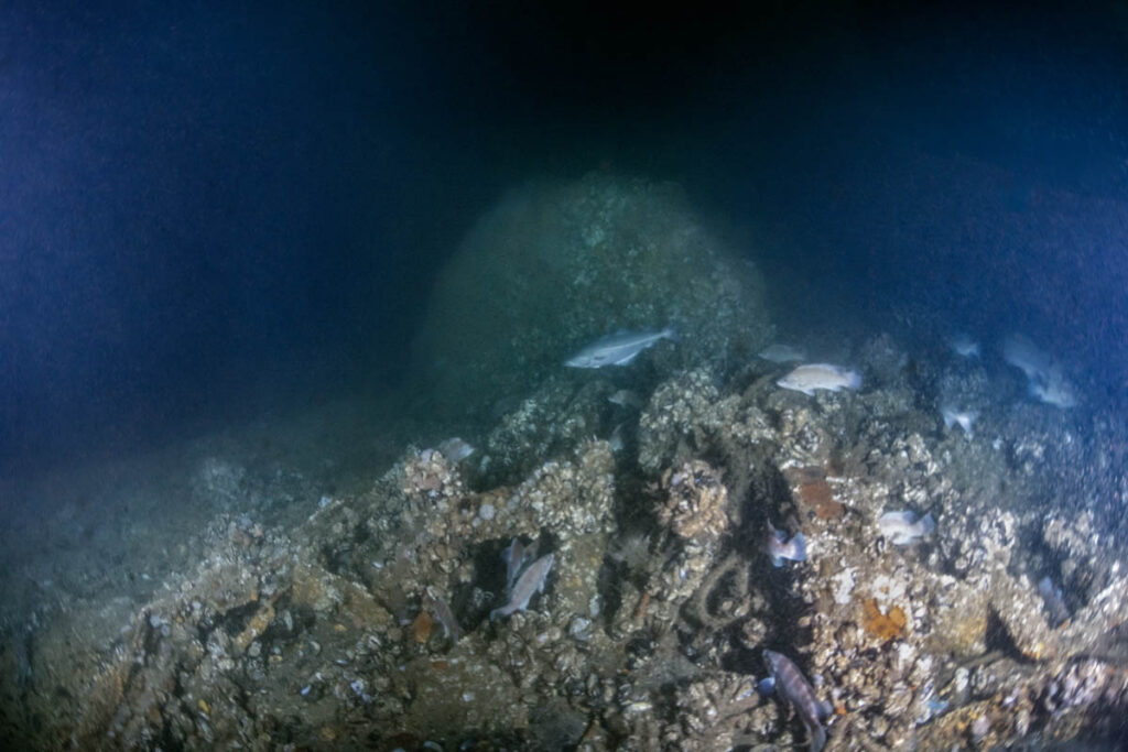DV Tenacious ST Seiner Discovery