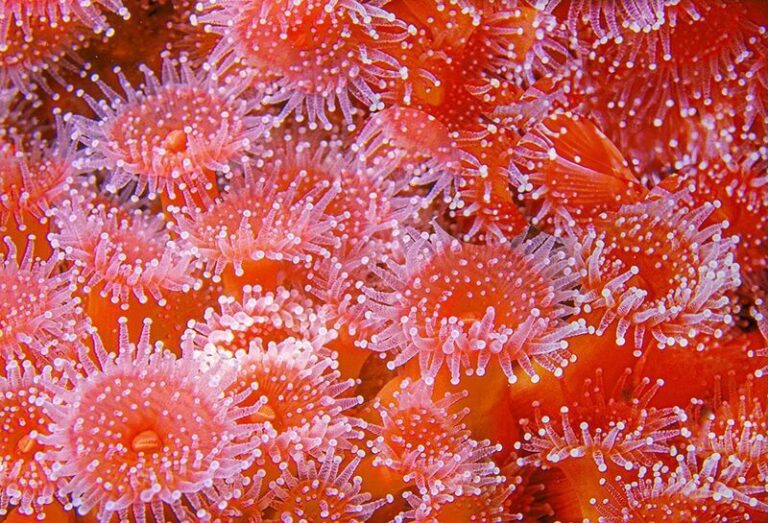 Strawberry Fields Forever Strawberry