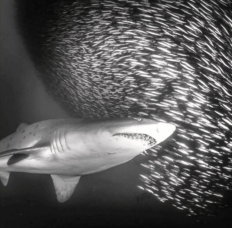 Your Sardine Run Adventure in South Africa, July 2026! Sardine Run 2026