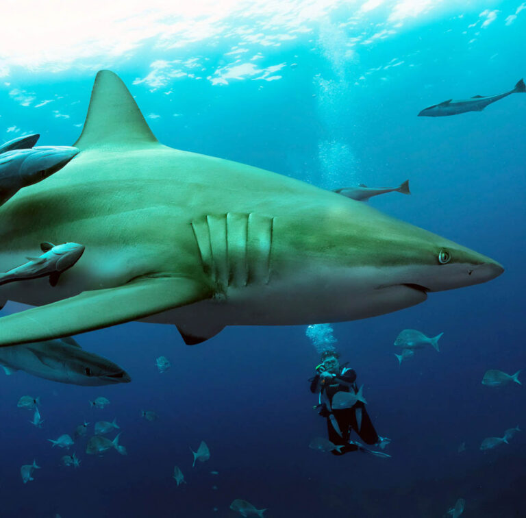 Shark Diving