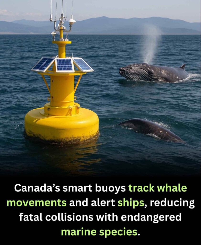 Canadia Whales