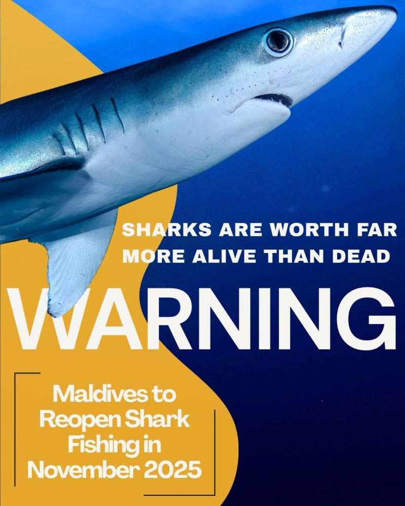 Maldives Shark Fishing