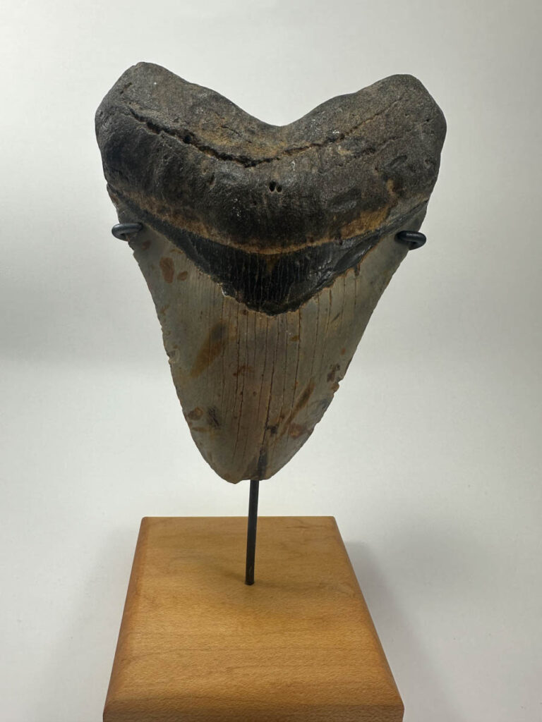Megalodon Tooth
