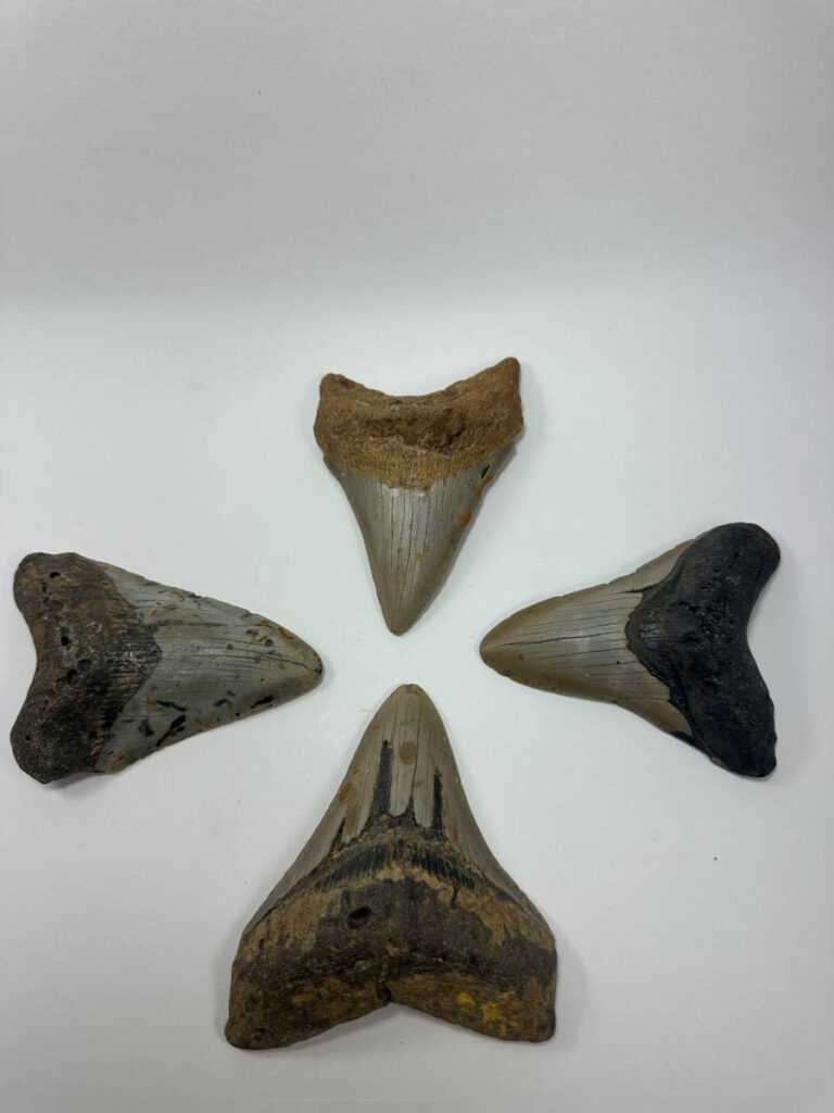 Megalodon Tooth