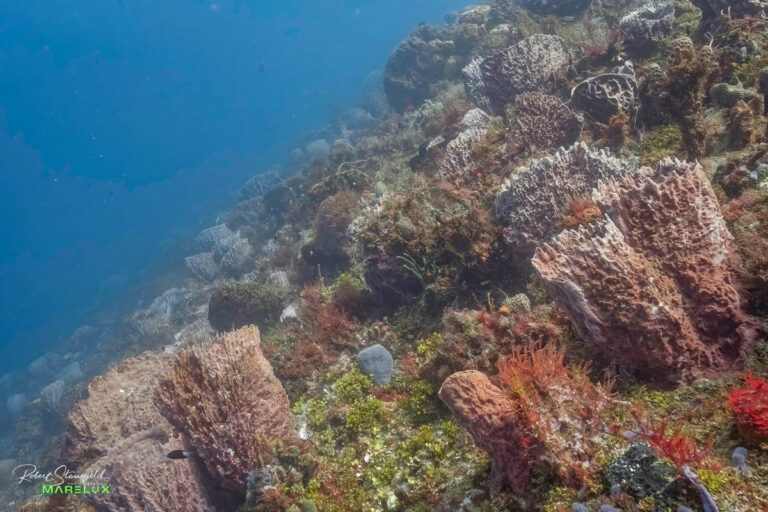 Villa Blanca - Sand Dollar