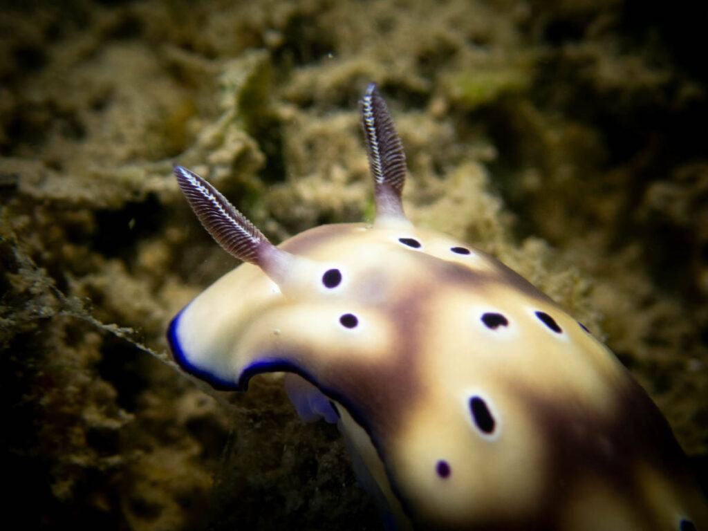 Nudibranch, Australia