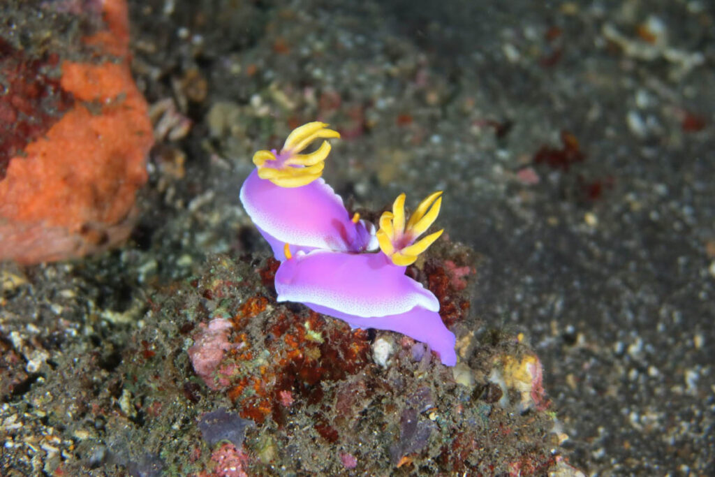 Nudibranch, Bali, Indonesia