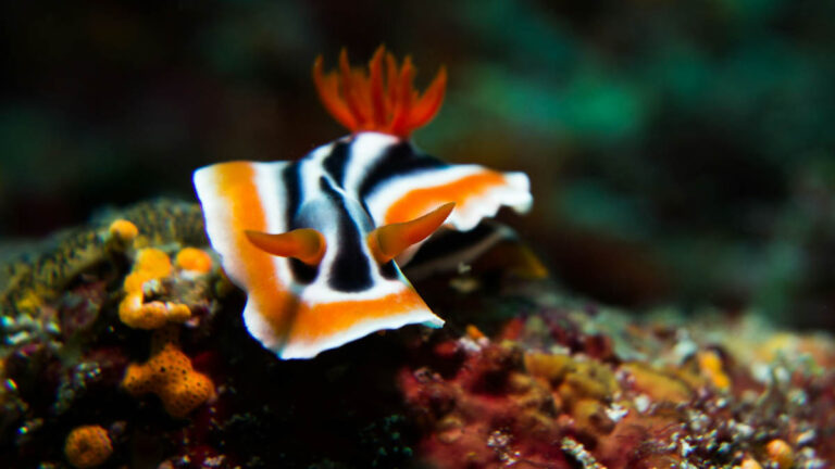 Nudibranch, Philippines