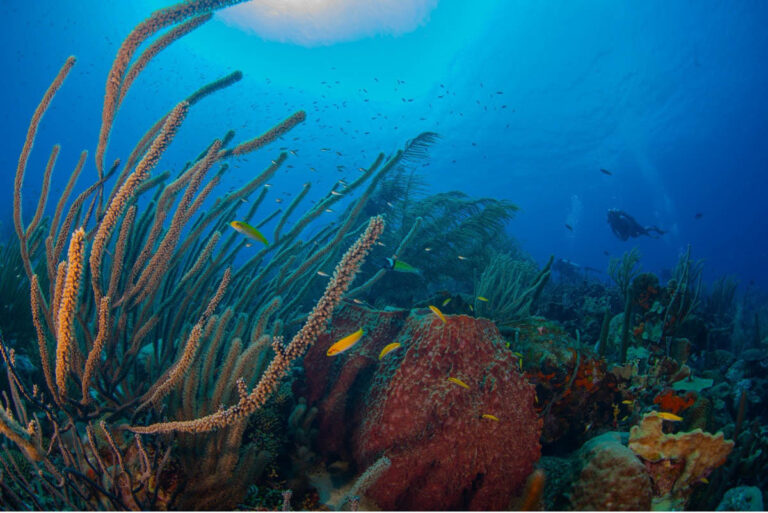 Dive Curacao