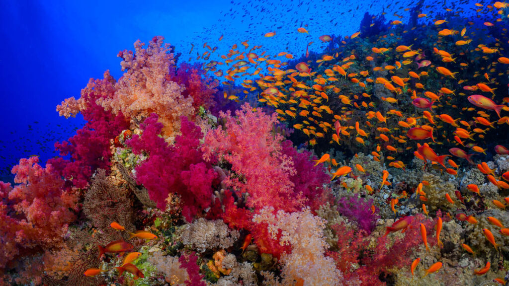 Dune Silky Liveaboard, Red Sea, Egypt