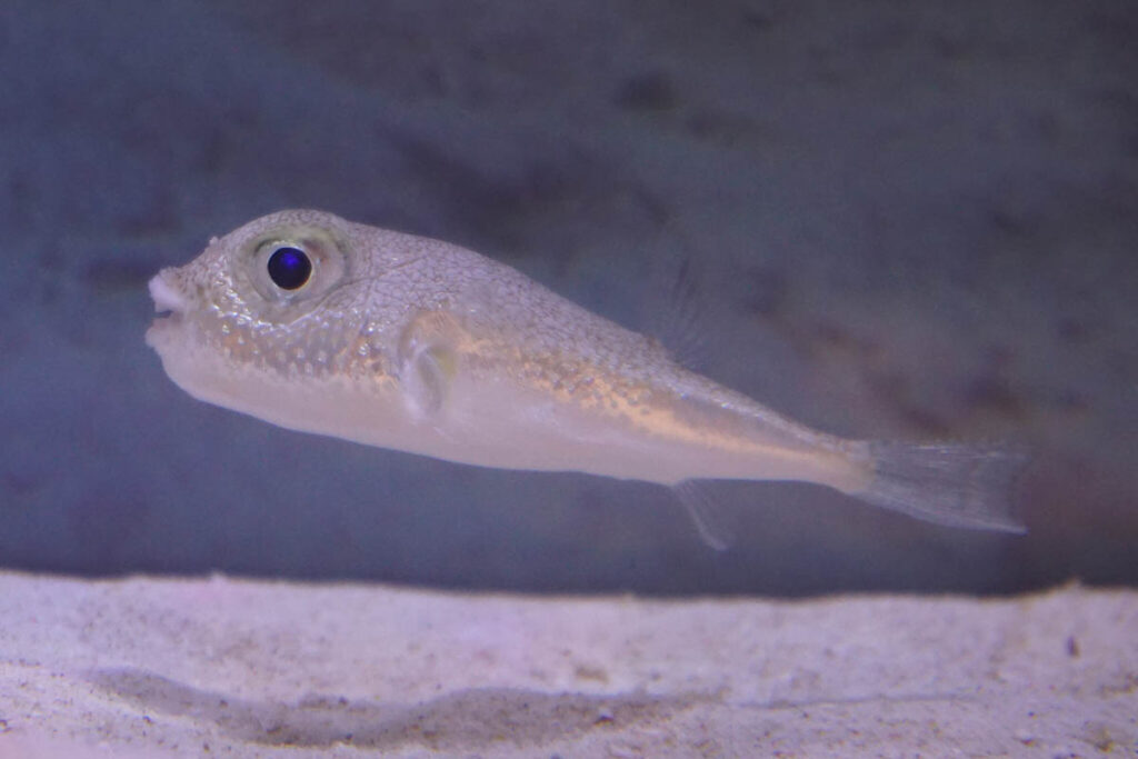 Torquigener albomaculosus