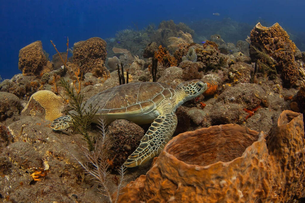 Explorer Ventures BOGO Offer