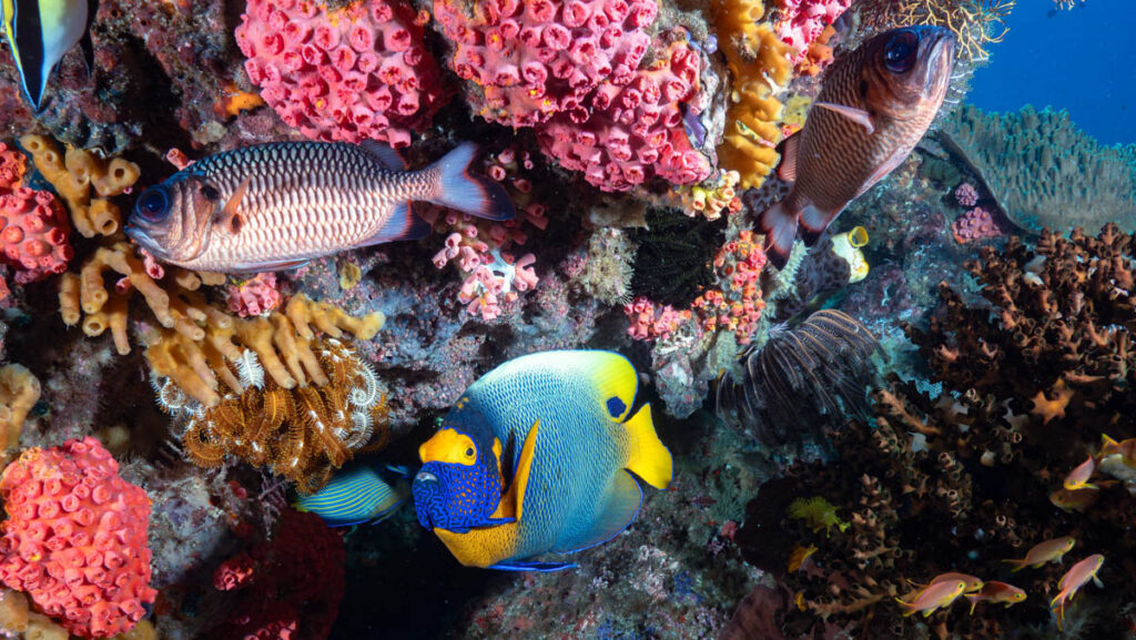 Raja Ampat, Barry Coleman