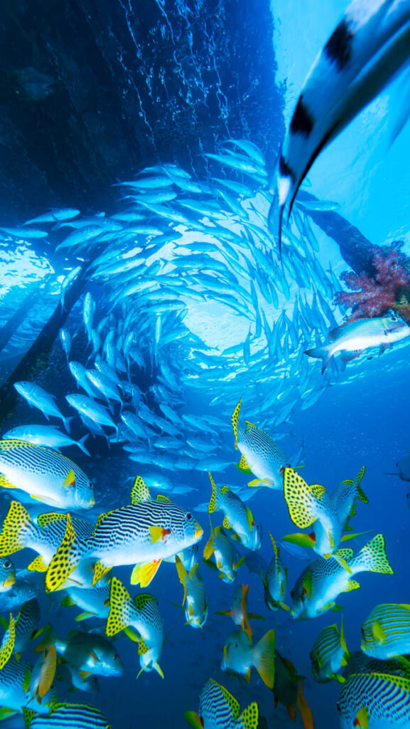 Raja Ampat, Barry Coleman