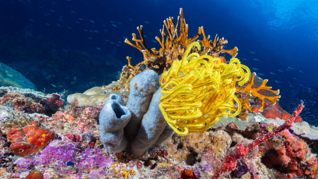 Raja Ampat, Barry Coleman