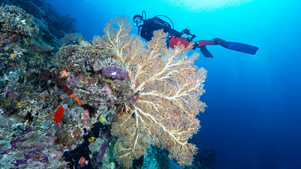 Raja Ampat, Barry Coleman