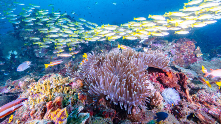 Raja Ampat, Barry Coleman