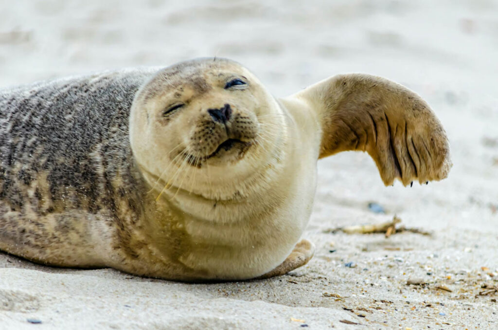 Seal
